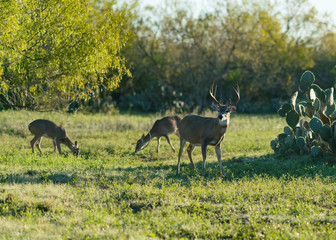 Deer Herd Texas