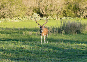 Axis Deer In Clearing