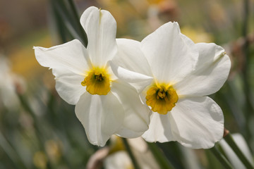 Fototapeta na wymiar sunlit daffodil duo