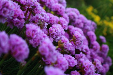 Obraz premium Pink Flower background