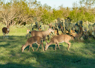 Deer Herd Texas