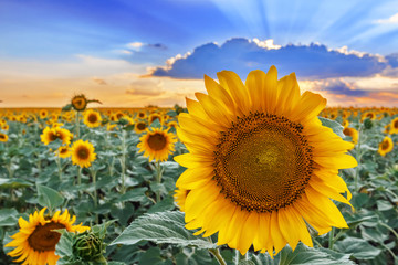 A field of blooming sunflowers on the background of a colorful sky. Single flower closeup