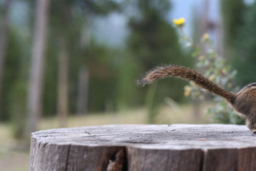Chipmunk leaving tree trunk
