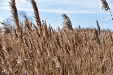 Marshes and sedges in the wind, close-up