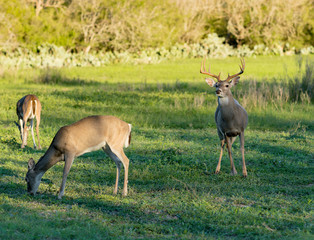 deer in field