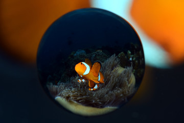 Incredible underwater world - Amphiprion ocellaris - False clown anemonfish (Western clownfish). Diving in Bali.