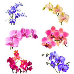 Fototapeta na wymiar orchid flowers - phalaenopsis
