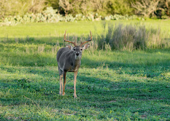 Deer Herd Texas