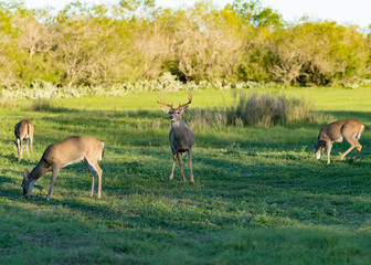 Deer Herd Texas