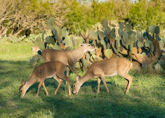 Whitetail Buck and Does