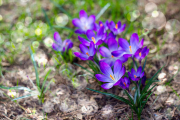 crocus - one of the first spring flowers