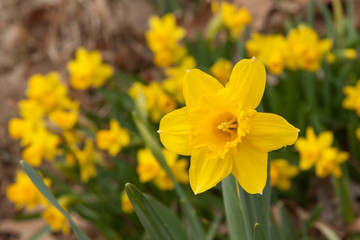 daffodil field