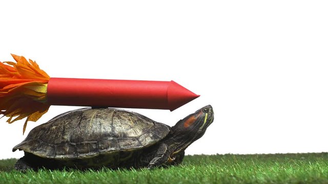 turtle moving on green grass with paper rocket on shell isolated on white