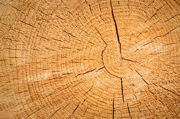 A cut tree with visible wood grains, old and dry tree.