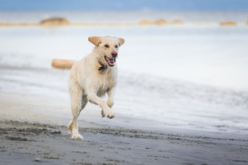 Yellow lab dog running on the beach