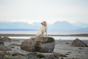 One labradoodle dog alone on a rock at the beach with mountains in the background