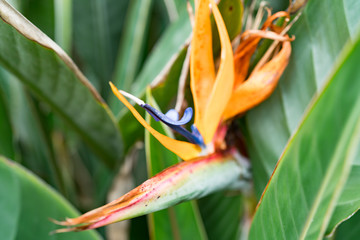 Bird of Paradise
