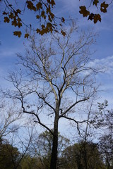 tree and blue sky