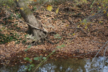 squirrel in the forest