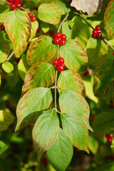 Fototapeta premium branch of red berry bush