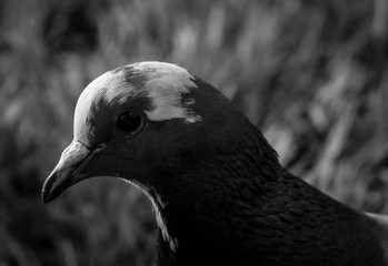portrait of a pigeon