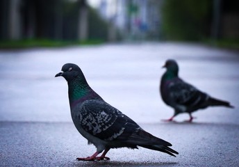 pigeon in the park