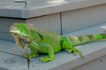 Iguana Key West, Florida