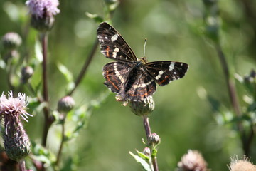 Insekten
