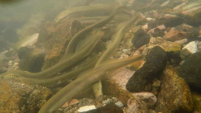 Carpathian brook lamprey