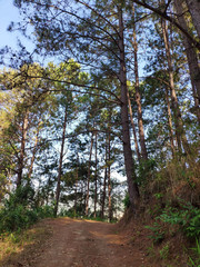 The tall trees have a path in the lush forest, Thailand