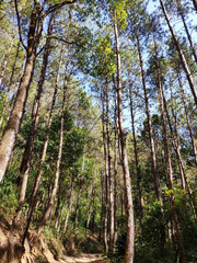 The tall trees have a path in the lush forest, Thailand