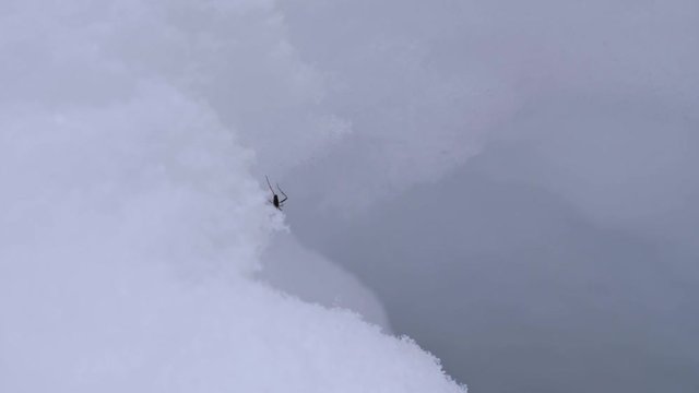 Chionea crassipes. Insect crawls through the snow.