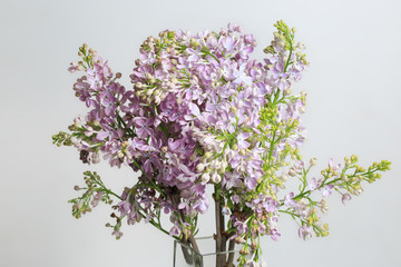 Delicate bouquet of lilac isolated on a gray background.