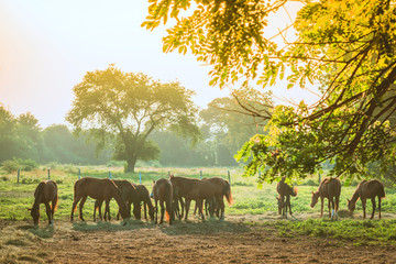 Fototapeta na wymiar The herd of horses is eating grass in the pasture before sunset.