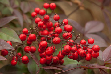 ilex winterberry