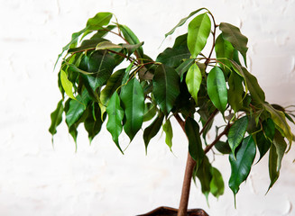 Ficus benjamin on a white background. House plants