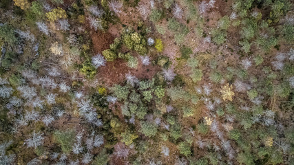 Aerial view of drone, with typical Portuguese forest, crown of trees, pines and oaks