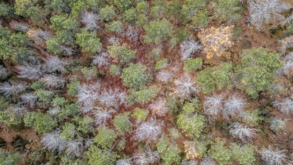 Aerial view of drone, with typical Portuguese forest, crown of trees, pines and oaks