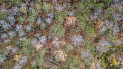 Aerial view of drone, with typical Portuguese forest, crown of trees, pines and oaks