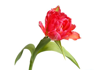 Coral tulip isolated on white background.