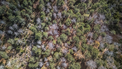 Aerial view of drone, with typical Portuguese forest, crown of trees, pines and oaks