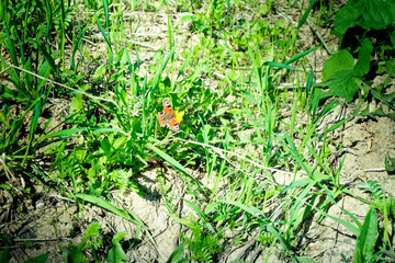 the middle butterfly is orange with black and white circles on the green grass.