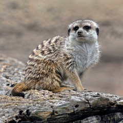 Fototapeta premium Meerkat. Latin name - Suricata suricatta