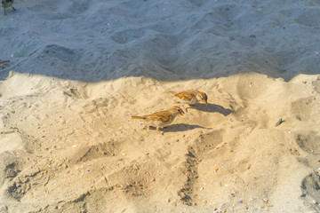 little sparrows are looking for food seeds on the beach. ecologically clean beach. the border of shadow and light