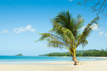 Naklejka na ściany i meble Palm tree on an empty beach. Travel vacation concept, background