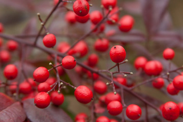 ilex winterberry