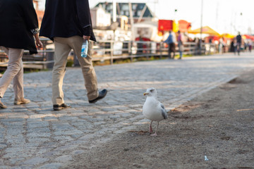 Obraz premium seagull at the harbor