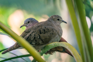 Dove in a tree brach
