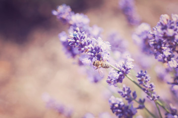 Lavender flowers in field. Pollination with bee and lavender with sunshine, sunny lavender