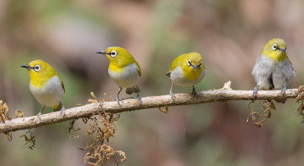 Four Oriental white eye perched on a branch